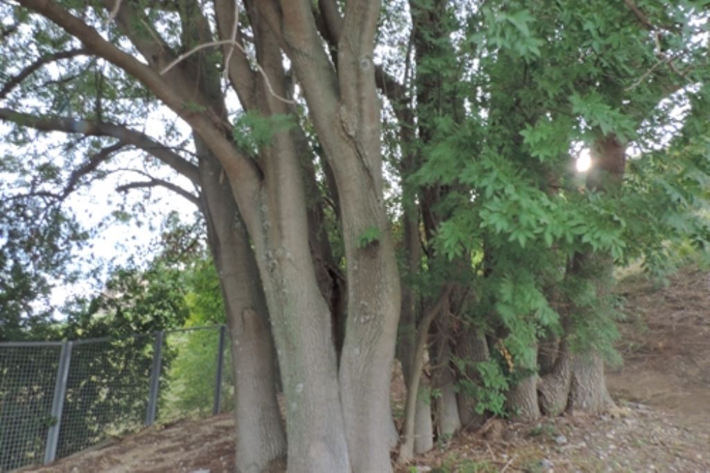 Ancona, alberi da identificare